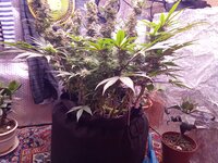 IMG_20250423_063911.jpg