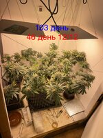 IMG_1921.jpeg