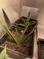 IMG_1928.jpeg