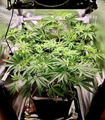 Day 43 (14.12).jpg