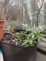 IMG_20251215_023021.jpg