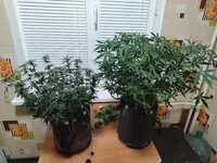 IMG_20251217_173929.jpg