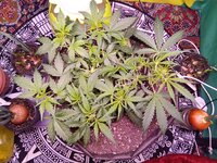 IMG_20251216_080405.jpg
