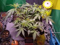 IMG_20251218_072040.jpg
