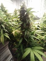 IMG_20251115_183012_713.jpg
