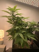 IMG_9608.jpeg