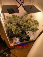 IMG_2041.jpeg