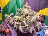 IMG_20251222_080343.jpg