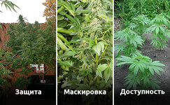 vybiraem-luchshee-mesto-dlya-vyrashchivaniya-organicheskogo-kannabisa__otlVwDebJf6vwlzJ.jpg vybiraem-luchshee-mesto-dlya-vyrashchivaniya-organicheskogo-kannabisa__otlVwDebJf6vwlzJ.jpg
