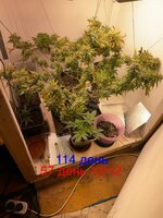 IMG_2125.jpeg
