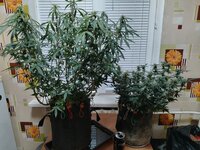 IMG_20251223_191109.jpg