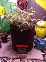 IMG_20251225_053559.jpg