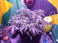 IMG_20251225_053510.jpg