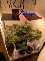 IMG_2164.jpeg