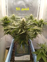 50 дн (1).jpg