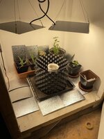 IMG_2209.jpeg