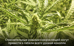 Chto-iz-sebya-predstavlyayut-mikrokleshi__iYwiqzjHDKcT9Mns.jpg