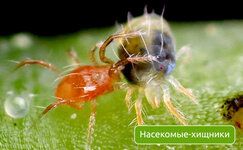 nasekomye-hishniki__MdmfU7b9CwO0I4C6.jpg
