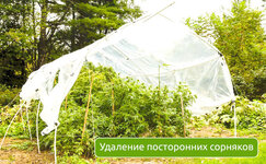 udalenie-postoronnih-sornyakov__xa5R5HhmmQhcTj8A.jpg