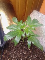IMG_20251231_213449.jpg