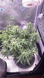 IMG_5081.jpeg