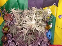 IMG_20260107_045823.jpg