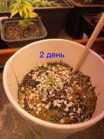 IMG_2333.jpeg