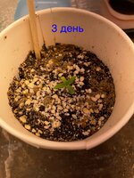 IMG_2343.jpeg