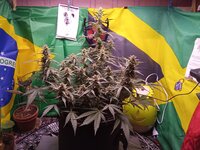 IMG_20260110_042246.jpg