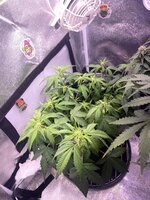 IMG_5114.jpeg