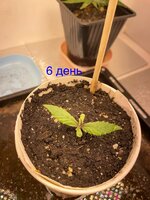 IMG_2396.jpeg