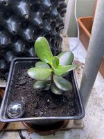 IMG_2359.jpeg