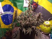IMG_20260112_052951.jpg