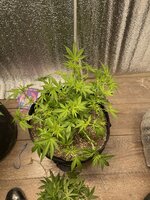 IMG_8927.jpeg