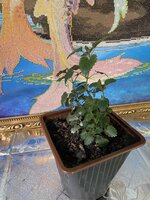 IMG_2498.jpeg