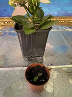 IMG_2503.jpeg