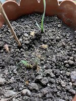 IMG_2509.jpeg