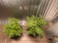 IMG_8948.jpeg