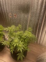 IMG_8949.jpeg