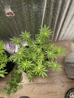 IMG_8957.jpeg