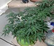 20260122_061725.jpg 20260122_061725.jpg