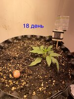 IMG_2715.jpeg