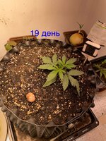 IMG_2733.jpeg