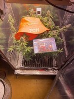 IMG_2772.jpeg