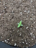 IMG_0810.jpeg