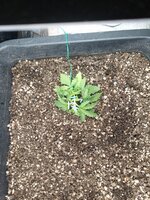 IMG_20260111_181225_602.jpg