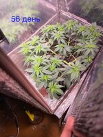 IMG_1227.jpeg