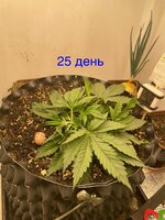 IMG_2880.jpeg