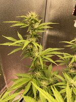 IMG_2164.jpeg