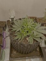 IMG_2927.jpeg